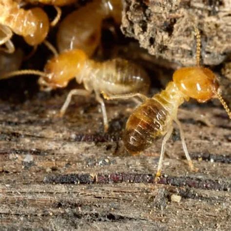 Do Termites Eat Painted Wood Myth Or Fact NM Pest Control