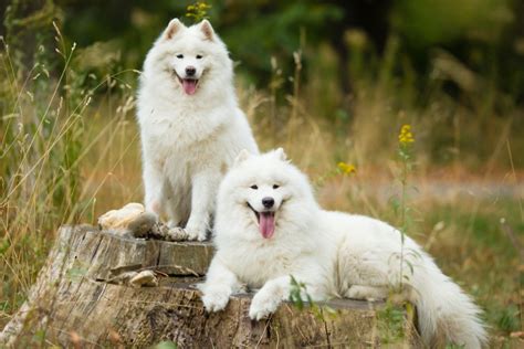 Samoyed Dog Breed