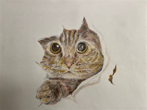 Cat Colored Pencil Drawing