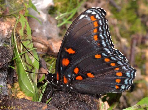 Red Spotted Purple Butterfly North American Insects Spiders