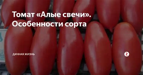 Сорт томата «Фламенко»