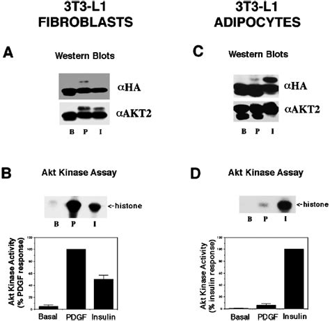 Akt Kinase Activity In 3t3 L1 Fibroblasts And Adipocytes Measured By