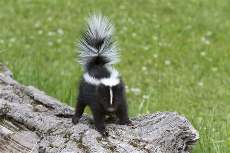 Dog Sprayed By Skunk! How to Get Rid of Skunk Smell Quickly