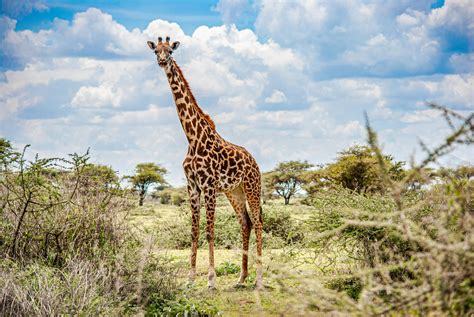 Giraffe Standing On Green Grass Field Under Blue Sky · Free Stock Photo