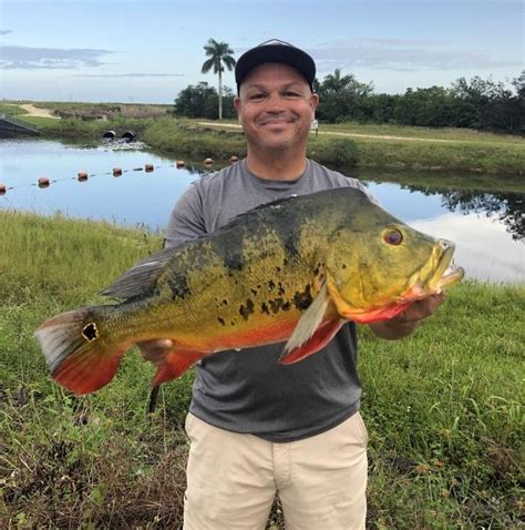 Look Florida Man Reels In Record Breaking Butterfly Peacock Bass