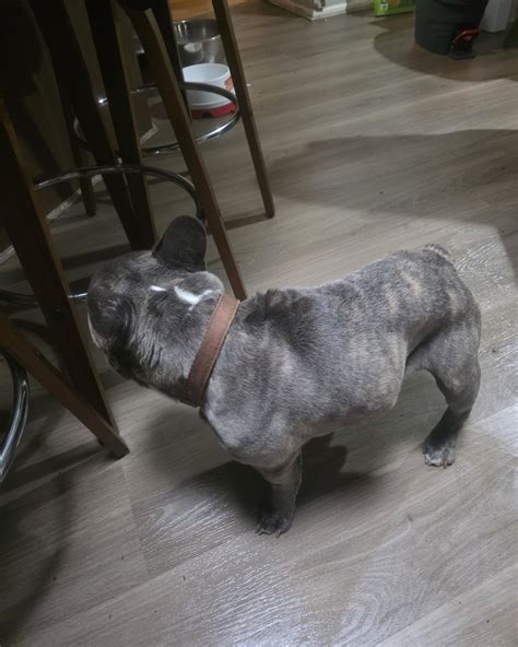 All Over Staffy Rescue added a... - All Over Staffy Rescue