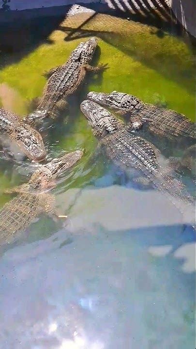 Group Of Alligators 🐊 Shorts Youtube