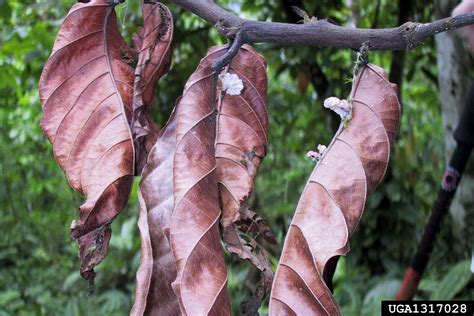 Origen De La Escoba De Bruja