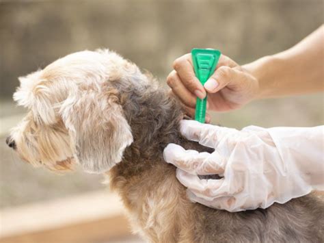 Tick Prevention - Furwell Veterinary Hospital