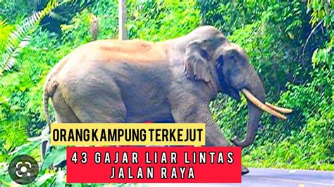 Ekor Gajah Keluar Lintas Jalan Youtube