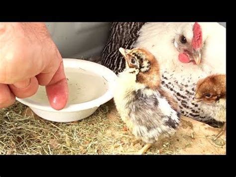 Comment Faire Boire Un Poussin Avec Ou Sans Maman Poule Youtube