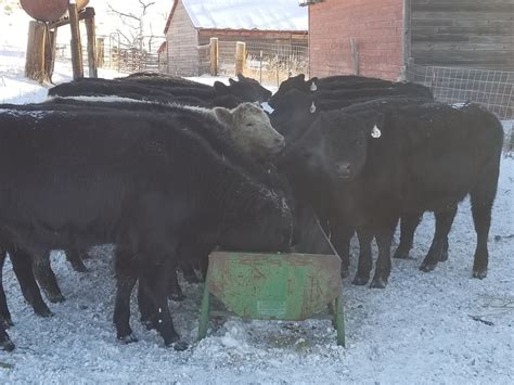 Ndsu Extension Offers Advice On Feeding Low Quality Forage To Cattle