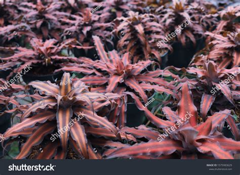 Cryptanthus Bivittatus Growing Earth Star Bromeliad Stock Photo