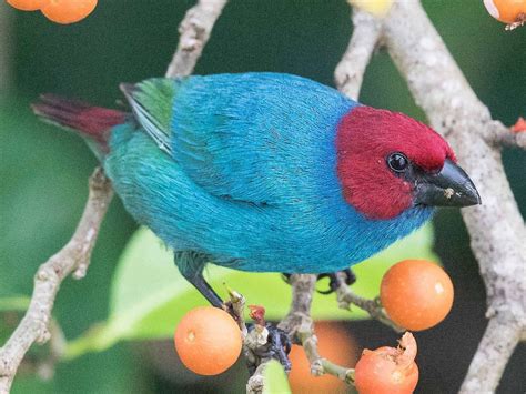 Red Headed Parrotfinch Ebird