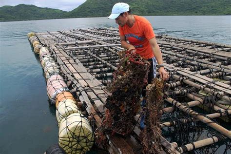 Pearl Farming and Sustainability – The Many Ways in Which Pearls are M ...