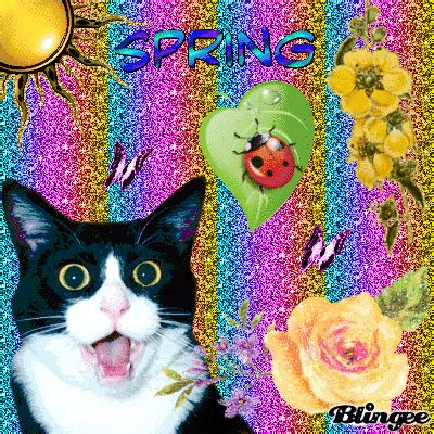 Funny Spring Cat Surprised Picture #137520872 | Blingee.com