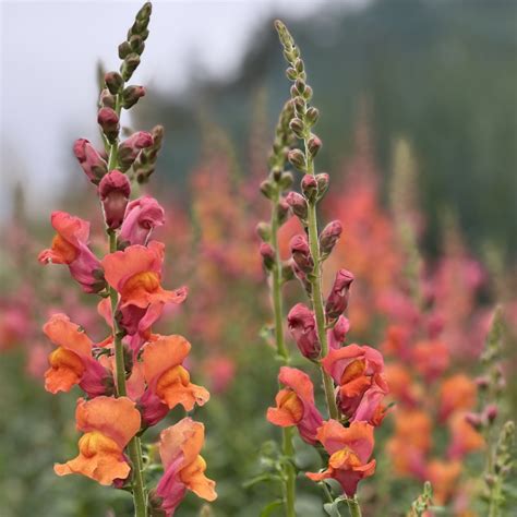 Orange Snapdragon