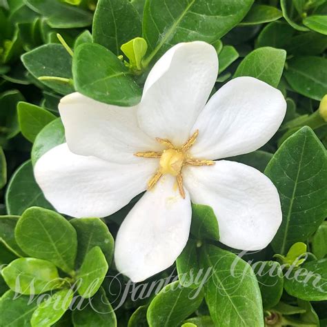 Gardenia Jasminoides Var Maruba