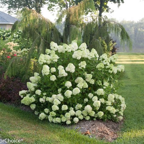 Hydrangea paniculata 'Jane' - Midwest Groundcovers, LLC