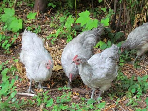 Lavender orpingtons gender? | BackYard Chickens - Learn How to Raise ...