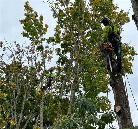 Emergency Tree Removal Services in Portland - Legacy Tree Service