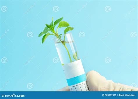 Mano Hembra Sujetando El Tubo De Ensayo Con La Planta Sobre Fondo Azul