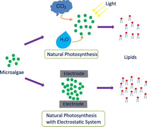 Enhanced Growth Of Microalgae And Production Of Lipids Via