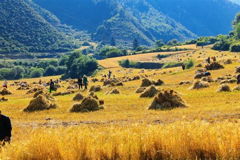 Winter Wheat Harvest Underway In Gansu Chinadaily Cn