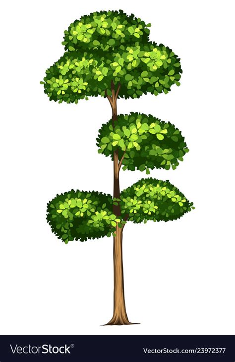 Tall tree white background Royalty Free Vector Image