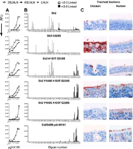 Specificity Of Wild Type And Mutant H7 Has On Glycan Arrays And Binding