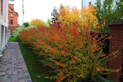 кизильник 5 лет | Живая изгородь, Кустарники, Изгородь