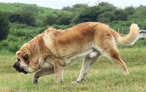 世界第一巨犬，西班牙獒敢与野狼搏斗 每日头条