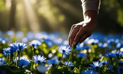 When To Harvest Chicory Root - Cappuccino Oracle