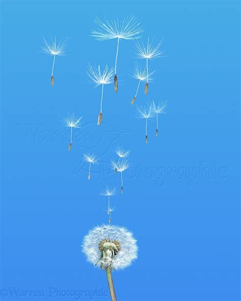 Dandelion seeds rising photo WP00102