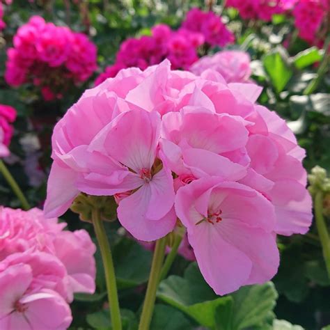 Pelargonium Zonale Alm Pelargonie Lundagers Gartneri