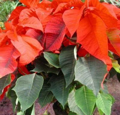 C Mo Cuidar La Poinsettia O Planta De Navidad Cultivo De Rosas