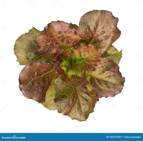 Organic Red Cos Lettuce Moonred Hydroponic Vegetable Plant Top View