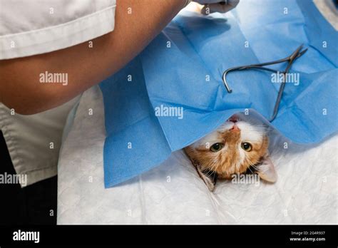 Cat On Surgical Table During Surgery Castration In Veterinary Clinic