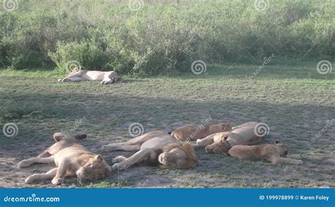 Pride of Lions Sleeping in Sun, Serengeti, Tanzania Stock Video - Video ...