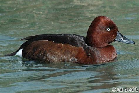 Ferruginous Duck Aythya Nyroca Ján Svetlík Birdwatchingsk