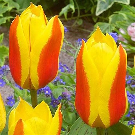 Bulbes De Tulipe Acheter Bulbes Directement De Hollande Dutch Bulbs