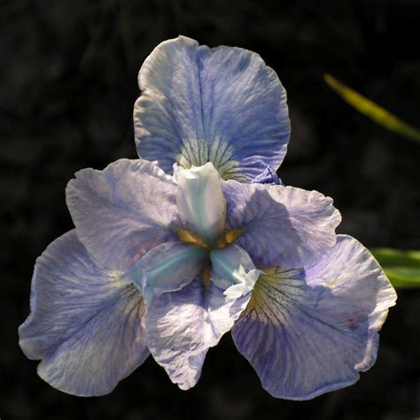 Iris Sibirica Dear Delight Arborator Us Ugi Ogrodnicze Pawe