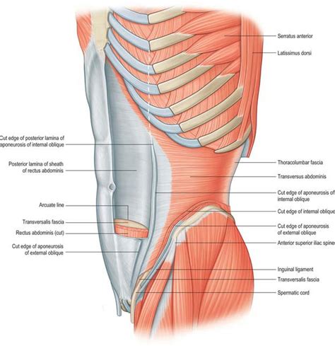 anterior abdominal wall basicmedical key