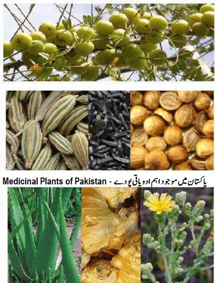 Major Medicinal Plants Of Pakistan List اہم ادویاتی پودے