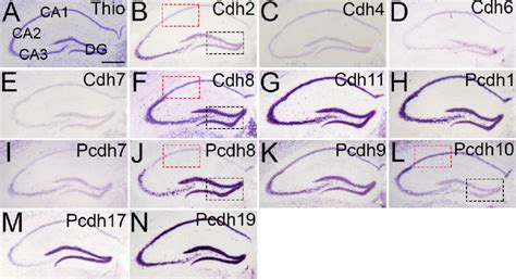 Expression Of Cadherin Mrna Expression In The Hippocampus Of Adult