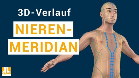 Der Nierenmeridian 3D Verlauf Von Punkt Zu Punkt YouTube