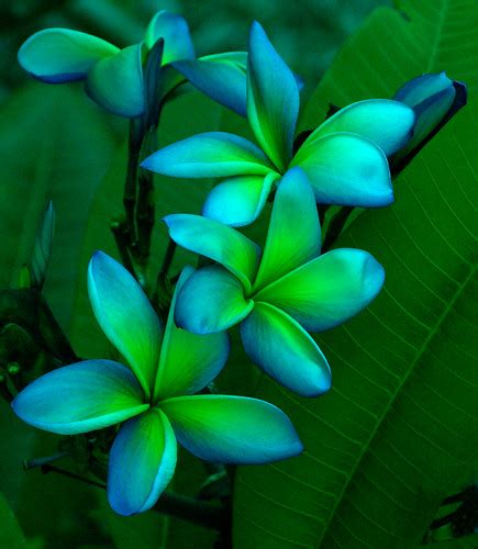 Nursery Plants Tropical Flowers Tropical Rainforest Flowers Tundra