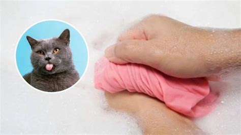 3 astuces faciles et infaillibles pour se débarrasser des poils de chat