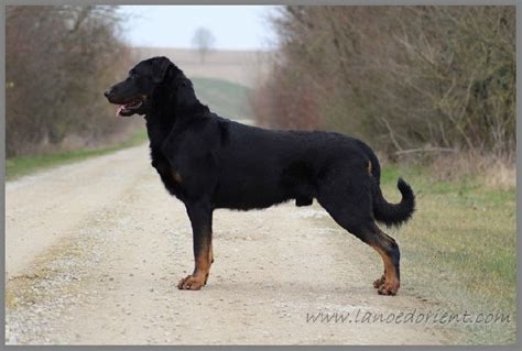 Chien Elevage Du Mont Des Croisettes Eleveur De Chiens Berger De Beauce