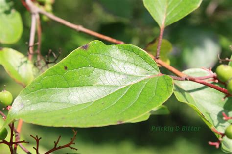 Prickly and Bitter: The dogwood with sandpaper leaves